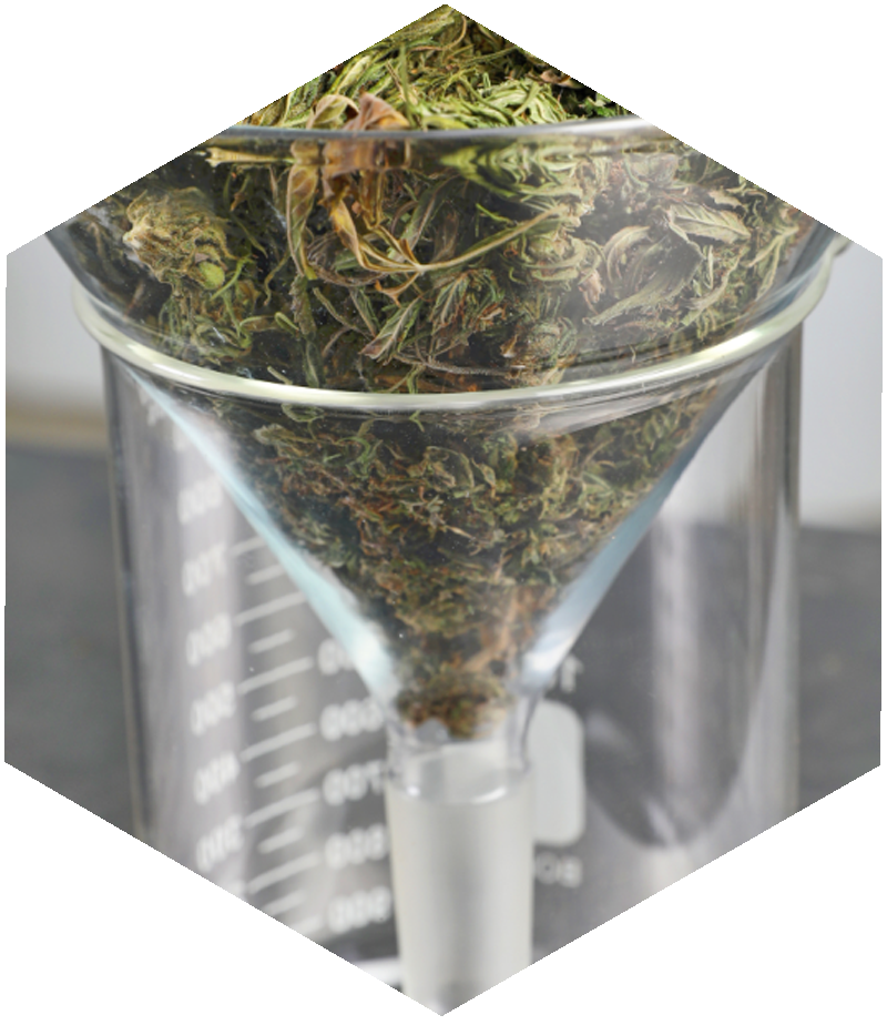 Cannabis being filtered through a funnel into a beaker