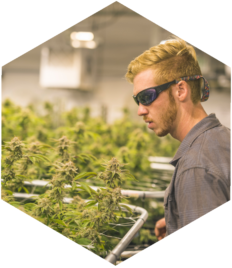 Home grower inspecting their cannabis plants