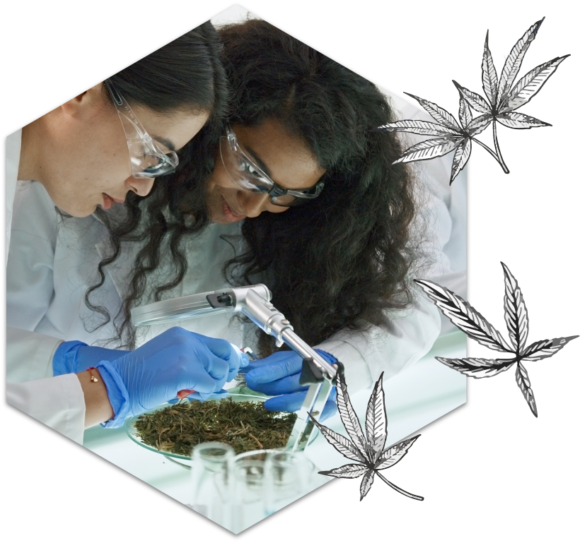 Lab technicians examining a cannabis sample
