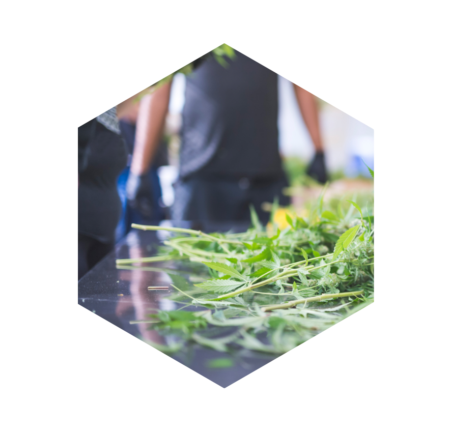 Cannabis flower being processed for Health Canada compliance testing