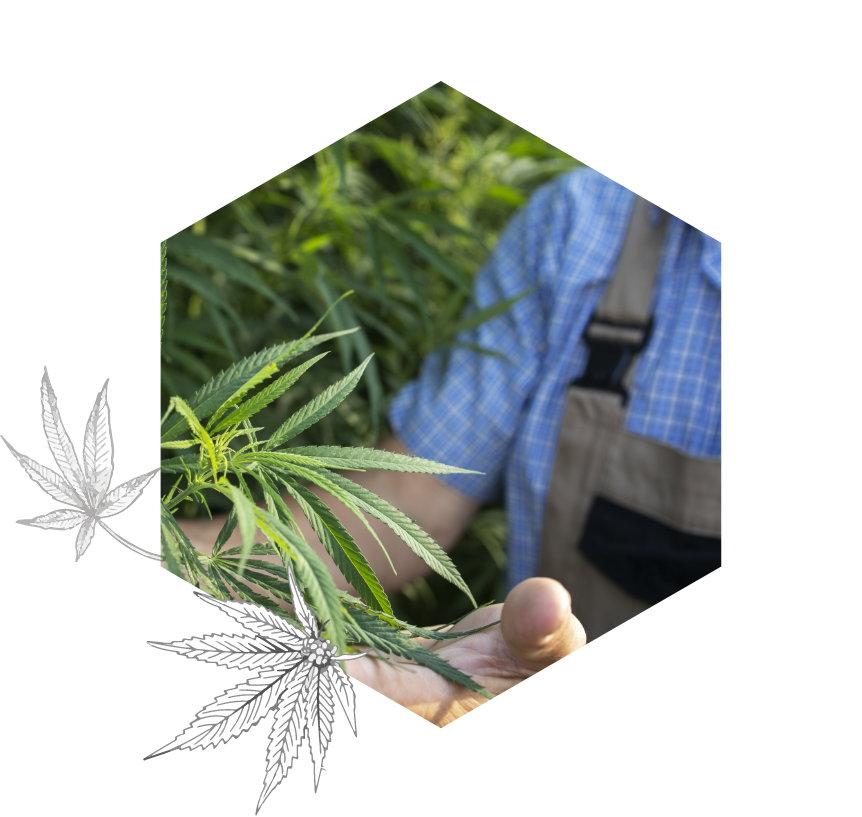 Hand holding a cannabis flower cutting for potency analysis
