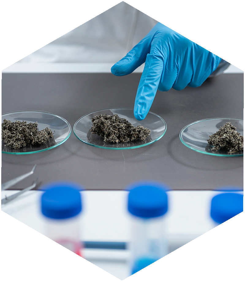 Technician selecting cannabis samples in petri dishes for terpene analysis