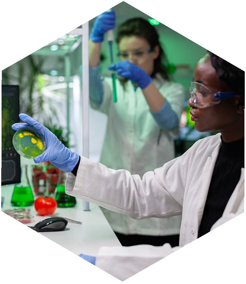 Lab technicians testing a cannabis sample for plant pathogens