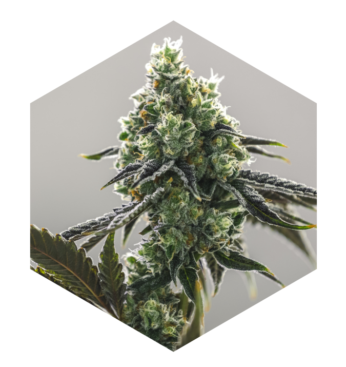 Close-up cannabis flower bud