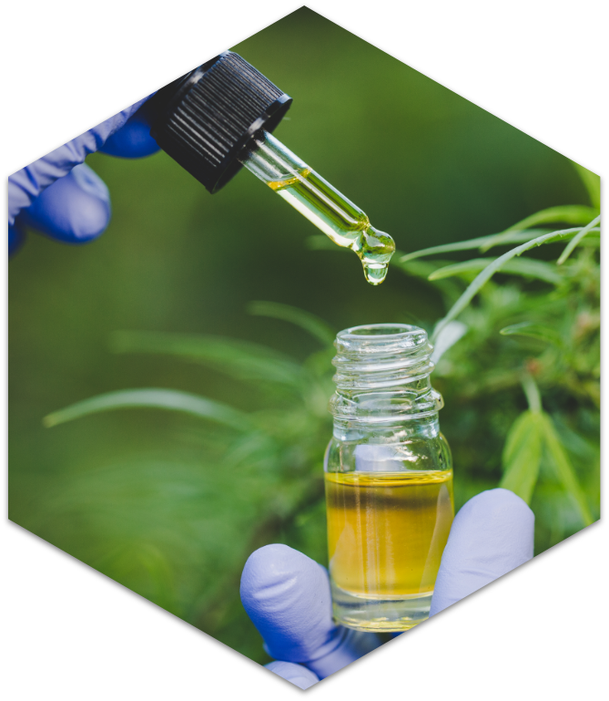 Dropper preparing a cannabis oil sample for testing