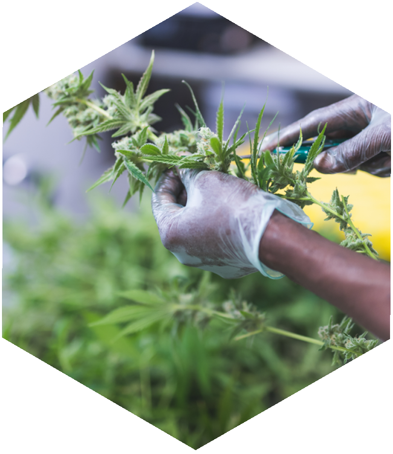 Close-up resinous cannabis bud