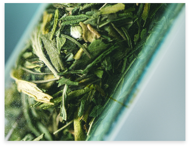 Close-up of dried cannabis plant material